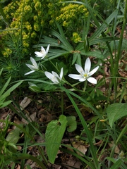 Ornithogalum gussonei