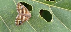 Ricania simulans