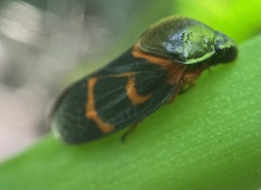 Okiscarta