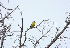 Chloris spinoides