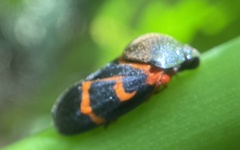 Okiscarta