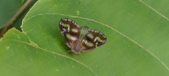 Ricania simulans