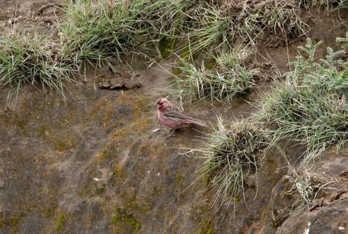 Himalayan Beautiful Rosefinch