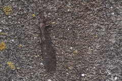 Distoleon contubernallis