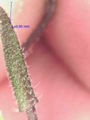 Crucihimalaya bursifolia