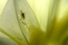 Neomyzus circumflexus