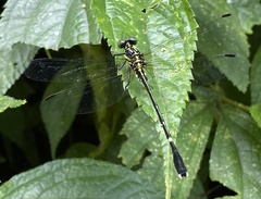 Leptogomphus sauteri formosanus