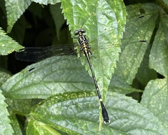 Leptogomphus sauteri formosanus