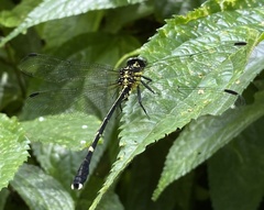 Leptogomphus sauteri formosanus