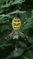Argiope bruennichi