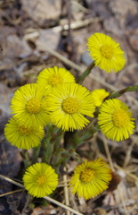 Tussilago farfara