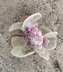 Atriplex saccaria
