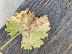 Colomerus vitis