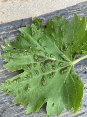 Colomerus vitis