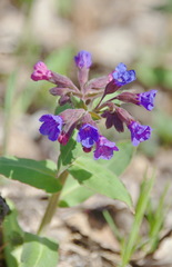 Pulmonaria mollis