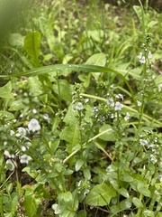 Veronica serpyllifolia