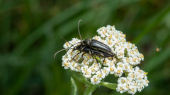 Pedostrangalia pubescens