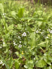 Veronica serpyllifolia