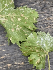 Colomerus vitis