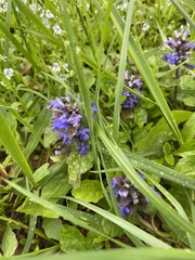 Ajuga reptans