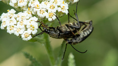 Pedostrangalia pubescens