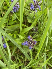 Ajuga reptans