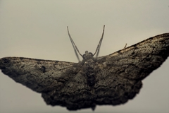 Peribatodes rhomboidaria