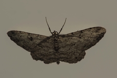 Peribatodes rhomboidaria
