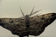 Peribatodes rhomboidaria