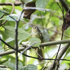 Tricholestes criniger