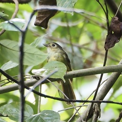 Tricholestes criniger