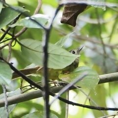 Tricholestes criniger