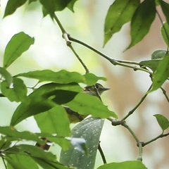 Tricholestes criniger