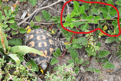 Hermannia althaeoides