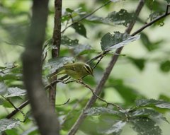 Phylloscopus ricketti