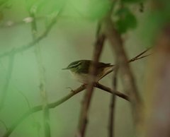 Urosphena squameiceps