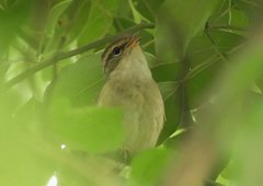 Phylloscopus schwarzi