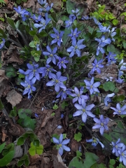 Hepatica nobilis