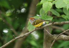 Phylloscopus castaniceps
