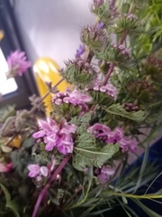 Phlomoides tuberosa