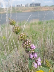 Phlomoides tuberosa