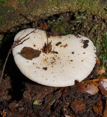 Russula marangania