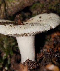 Russula marangania