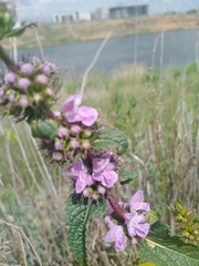 Phlomoides tuberosa