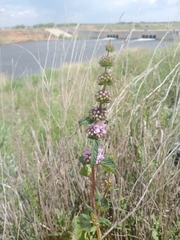 Phlomoides tuberosa