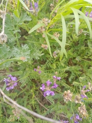 Astragalus onobrychis