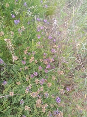Astragalus onobrychis
