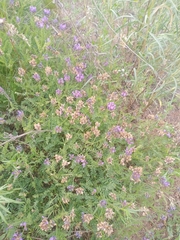 Astragalus onobrychis