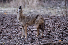 Canis aureus indicus