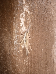 Pyrgomorpha